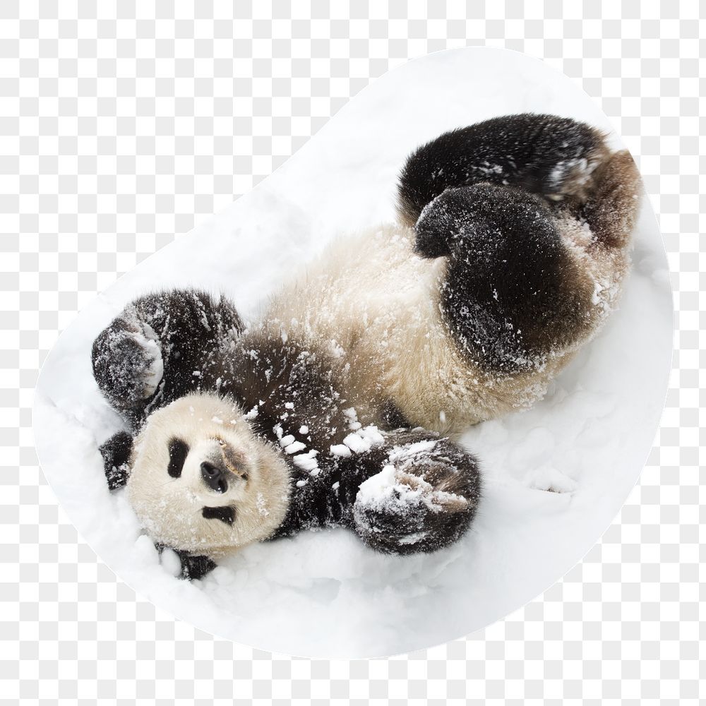 Baby panda png in snow | Free PNG - rawpixel