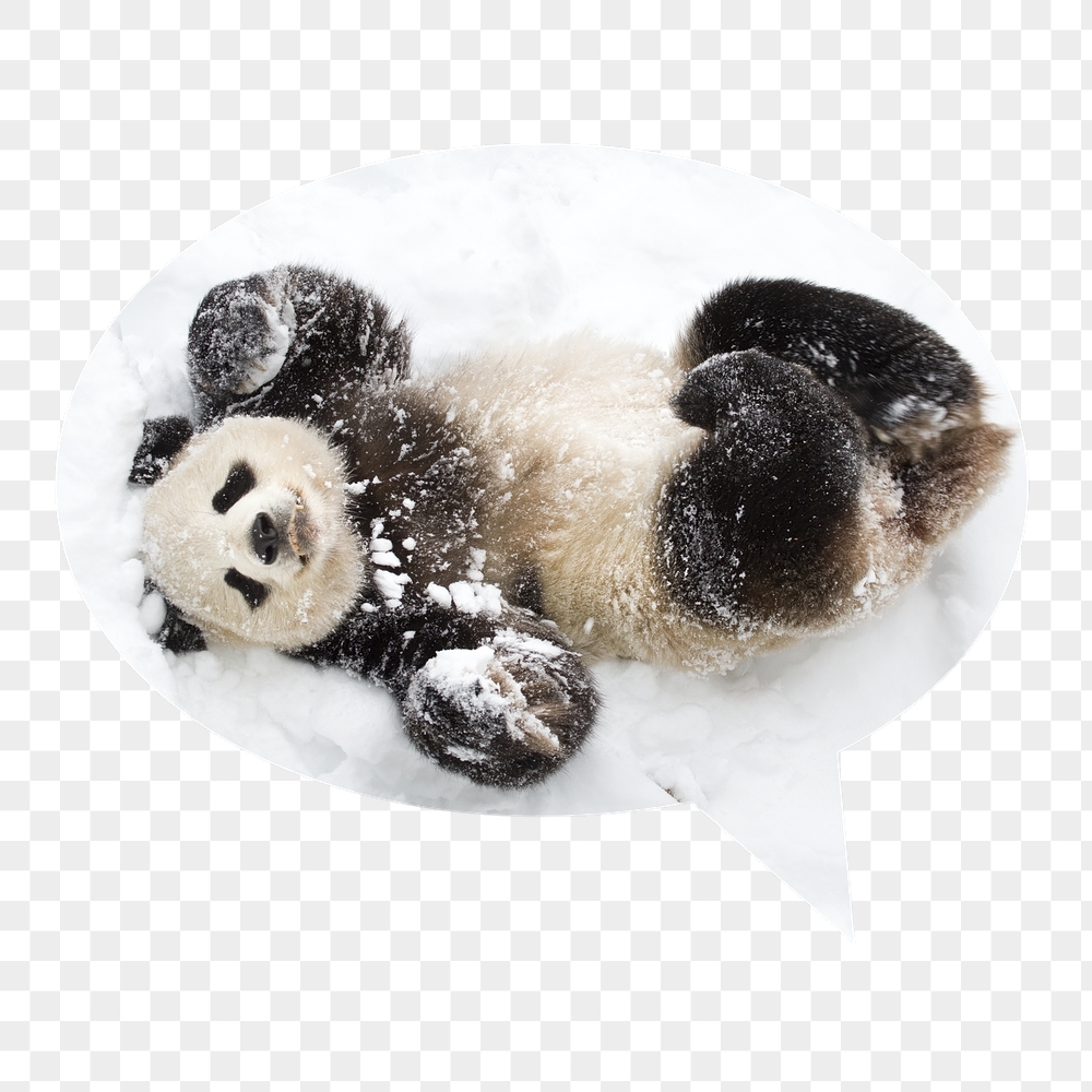 Baby panda png in snow | Free PNG - rawpixel