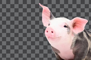 Baby Piglet PNG transparent background