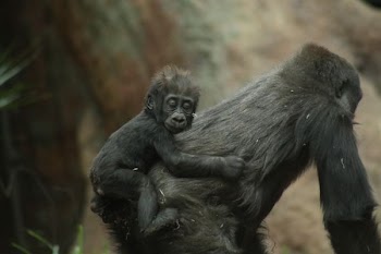 baby primate on back of adult primate