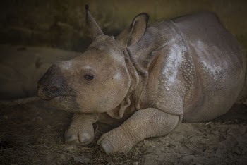 Baby rhino's face closeup, wildlife | Free Photo - rawpixel