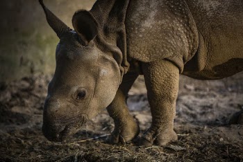 Baby rhino's face closeup, wildlife | Free Photo - rawpixel