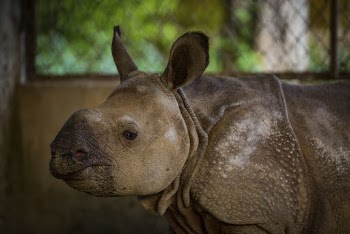 Baby rhino's face closeup, wildlife | Free Photo - rawpixel