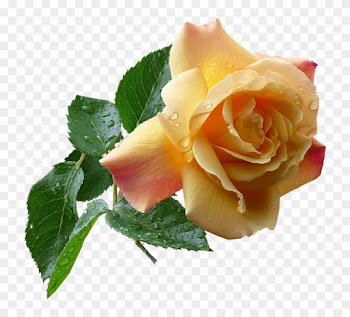 Baby Roses Cliparts - Rose
