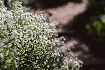Baby’s breath flowers