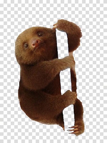Baby Sloths Animal, others transparent background PNG clipart