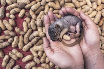 Baby Squirrel &amp; Peanuts Free Photo 