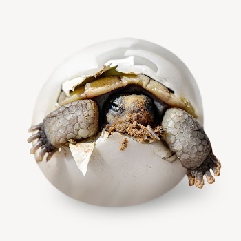 Baby turtle in hatchling egg | Free Photo - rawpixel