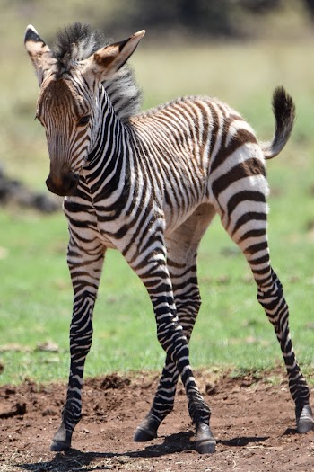 Baby Zebra Animal