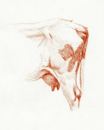 Back legs of a cow (1813) drawing in high… | Free public domain illustration
