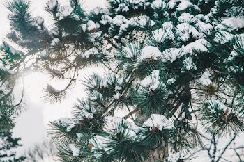 Back Light Pine Tree In Snow
