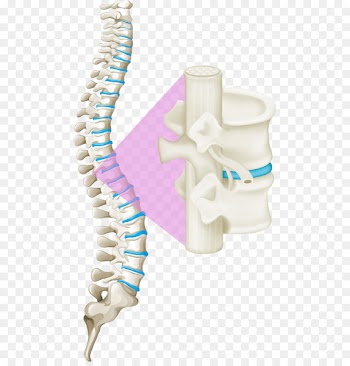 Back pain Vertebral column Human back Spinal cord - Vector white bones of the spine 