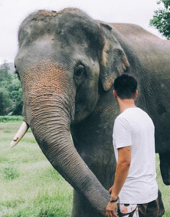 Back View Photo of Man Standing Beside Gray Elephant