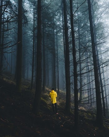 Back view Photo of Person Wearing Yellow Hoodie Walking in the Forest