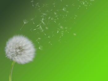 background_dandeliion.jpg