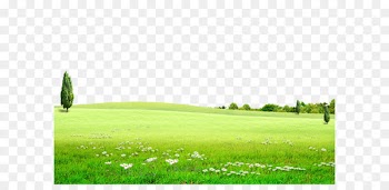 Background green meadow, prairie, flowers, nature, outdoor tourism 