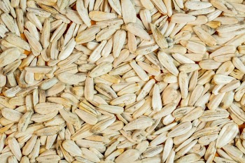 Background of white sunflower seeds top view Free Photo