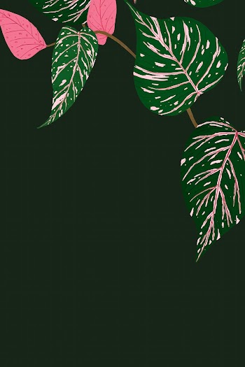 Background vector calathea houseplant… | Free stock illustration | High Resolution graphic