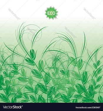 Background with green grass ears of corn vector image