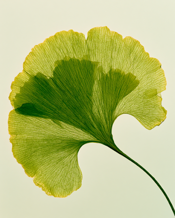 Backlit Ginkgo Leaf on Minimal Background
