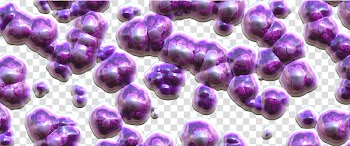 Bacteria Gut flora Probiotic Microorganism Bifidobacterium, Purple Bacterial Balls transparent background PNG clipart