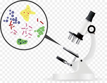 Bacteria Microorganism Microscope Euclidean vector Bacteriological water analysis - Microscopic bacteria 
