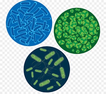 Bacteria Microscope Virus Cell Euclidean vector - FIG bacteria 