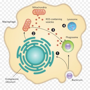 Bacteria Mitochondrion Cell Pathogen Microorganism - bacterial infographic 