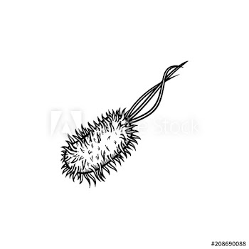 Bacterial microorganism hand drawn outline doodle icon
