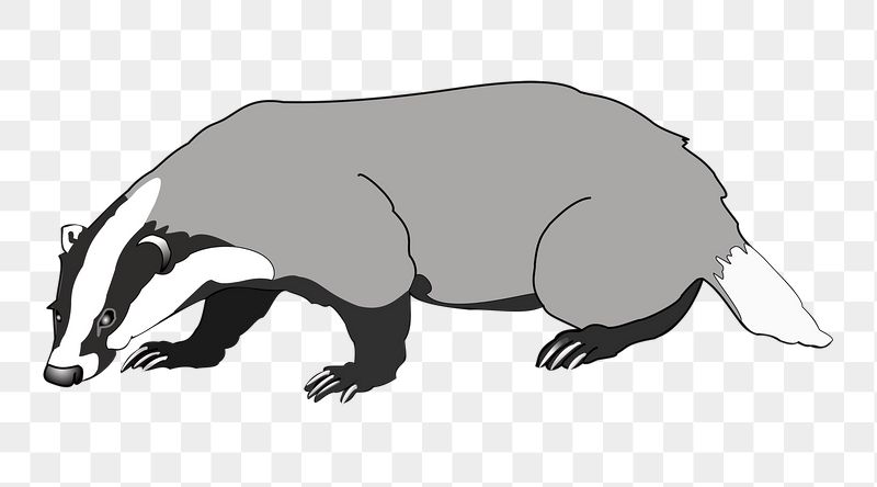 Badger, animal png sticker, transparent | Free PNG - rawpixel