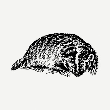 Badger clipart illustration psd. Free | Free PSD - rawpixel