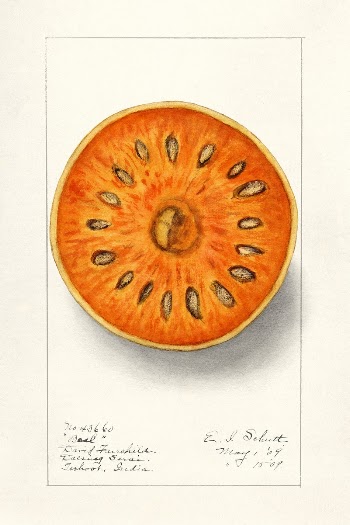 Bael (Aegle Marmelos) (1909) by Ellen | Free Photo Illustration - rawpixel