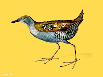 Baillon's crake (Porzana pusilla) illustr.. | Free stock vector - 467345