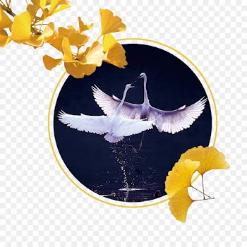 Bailu Download - Swan window 