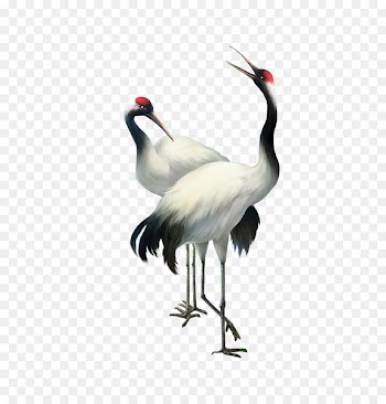 Bailu Red-crowned crane - Crane 