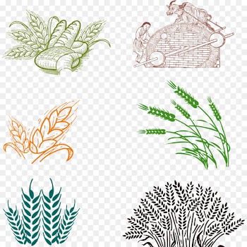 Bakery Common wheat - wheat 