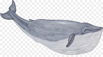 Balaenidae Whale Painting - Hand painted whale 