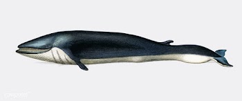 Balaenoptera rorqual illustrated by Charles D.. | Free stock vector - 467901