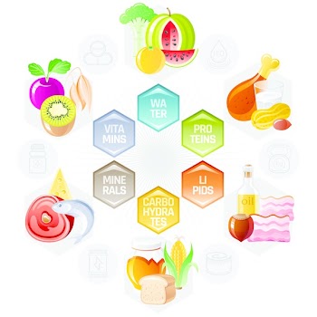 Balance diet infographic diagram poster. Water protein lipid carbohydrate mineral vitamin flat icon set. Table vector illustration human health care, medicine chart. Food Isolated white background