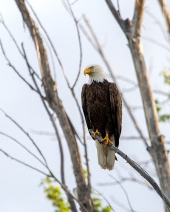 Bald Eagle
