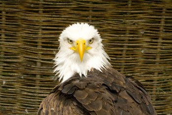 Bald_Eagle_01.jpg