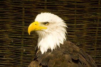 Bald_Eagle_02.jpg