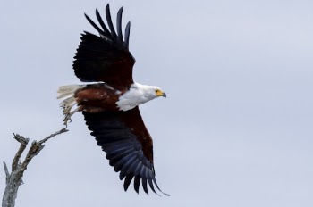 Bald Eagle About to Fly