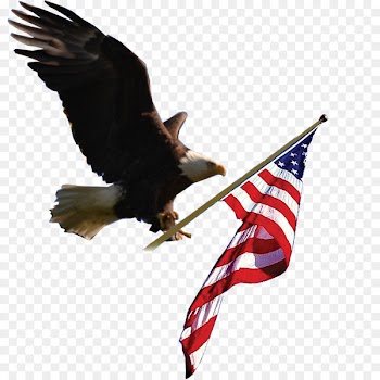 Bald Eagle Accipitriformes Bird of prey Beak - USA 