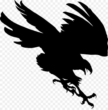 Bald eagle Beak Clip art Feather -  