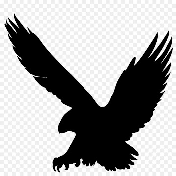 Bald Eagle, Beak, Eagle, Bird PNG