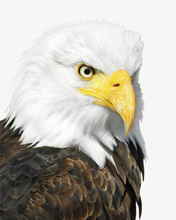Bald eagle bird, animal collage | Free PSD - rawpixel