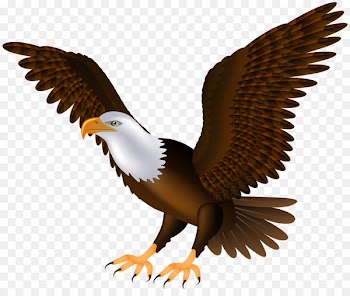 Bald Eagle Bird Clip art - eagle 