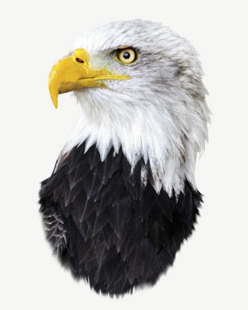 Bald eagle bird collage element | Free PSD - rawpixel