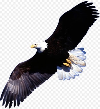 Bald eagle Bird Desktop Wallpaper Image - bird 